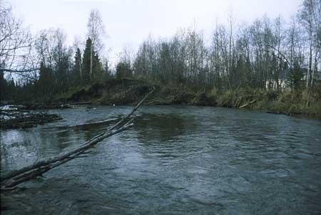 Transect 11, looking downstream from mid-channel.