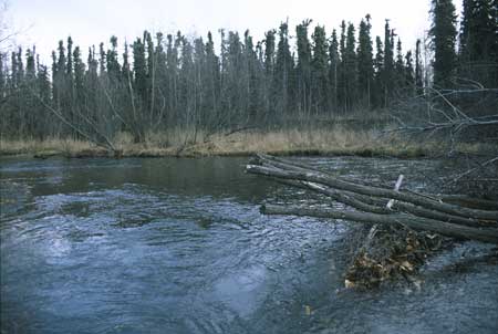 Transect 11, looking upstream from mid-channel.