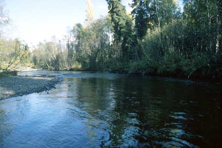 Transect 4, looking upstream from mid-channel.