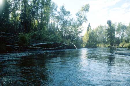 Transect 5, looking downstream from mid-channel.