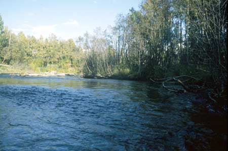 Transect 5, looking upstream from mid-channel.