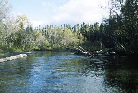 Transect 9, looking upstream from mid-channel.