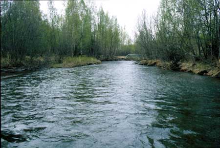 Transect 1, looking downstream from mid-channel.