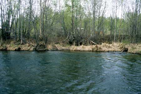 Transect 1, looking at right bank from mid-channel.