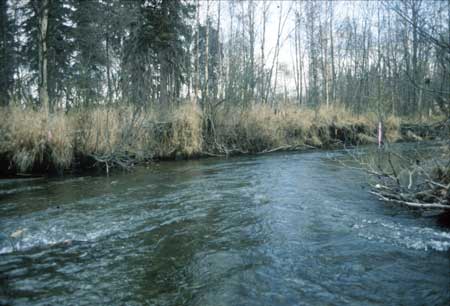Transect 10, looking downstream from mid-channel.