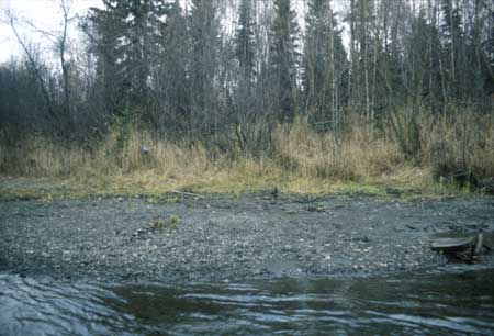 Transect 10, looking at left bank from mid-channel.