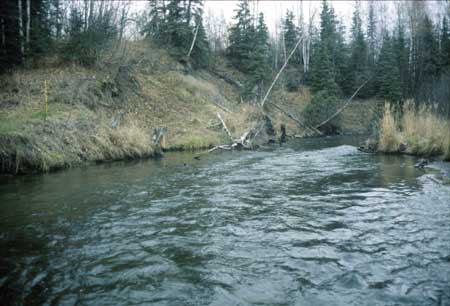 Transect 10, looking upstream from mid-channel.