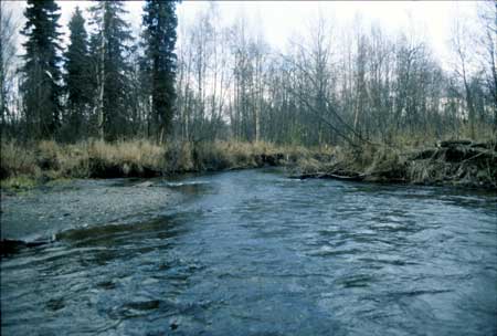 Transect 11, looking downstream from mid-channel.