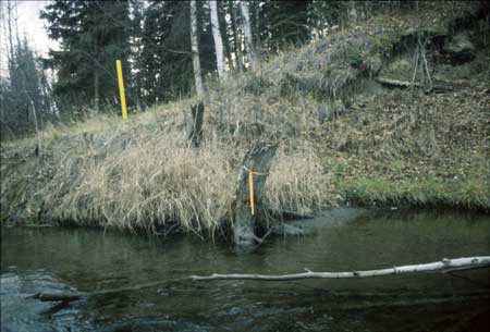 Transect 11, looking at right bank from mid-channel.