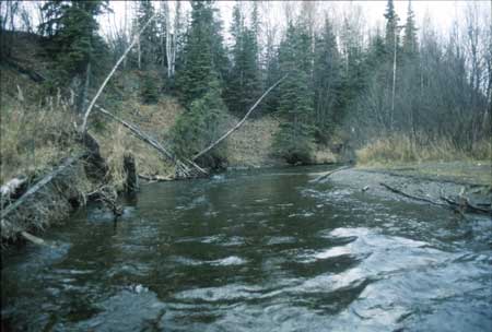 Transect 11, looking upstream from mid-channel.