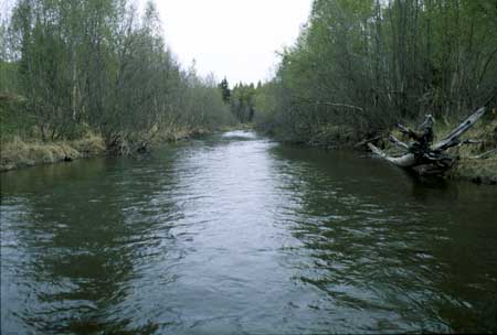 Transect 2, looking upstream from mid-channel.