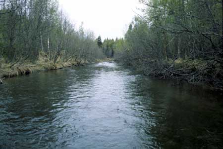 Transect 3, looking upstream from mid-channel.