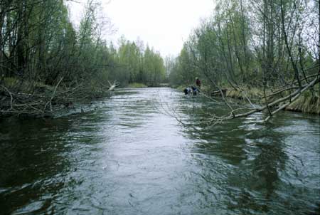 Transect 4, looking downstream from mid-channel.