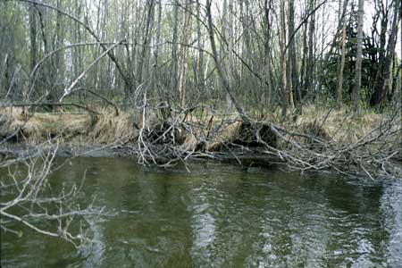 Transect 4, looking at left bank from mid-channel.