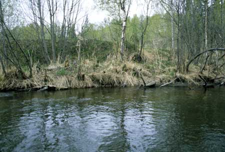 Transect 4, looking at right bank from mid-channel.