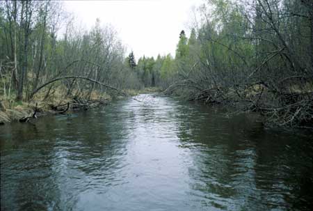 Transect 4, looking upstream from mid-channel.