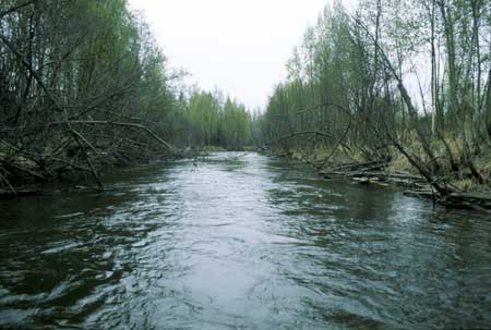Transect 5, looking downstream from mid-channel.