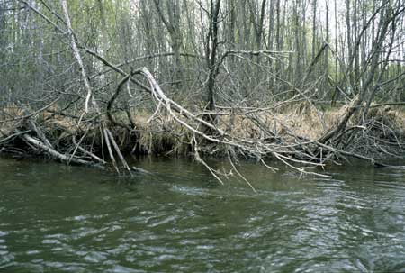 Transect 5, looking at left bank from mid-channel.