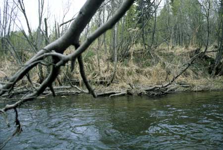 Transect 5, looking at right bank from mid-channel.