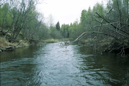 Transect 5, looking upstream from mid-channel.