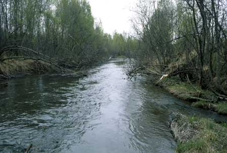Transect 6, looking downstream from mid-channel.