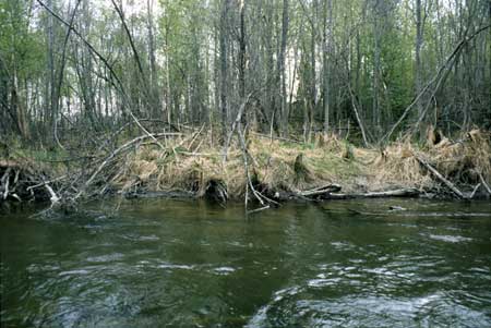 Transect 6, looking at left bank from mid-channel.