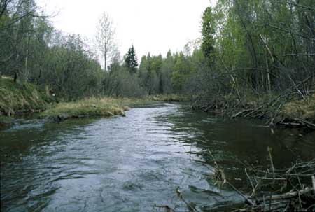 Transect 6, looking upstream from mid-channel.