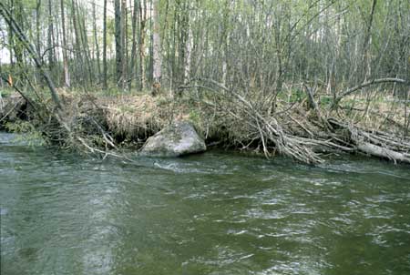 Transect 7, looking at left bank from mid-channel.