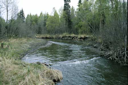 Transect 7, looking upstream from mid-channel.