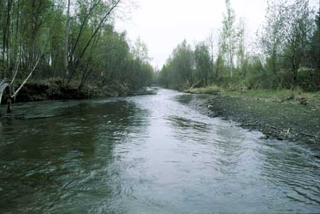 Transect 8, looking downstream from mid-channel.