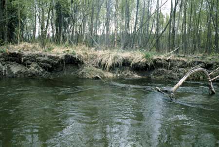 Transect 8, looking at left bank from mid-channel.