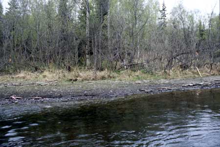 Transect 8, looking at right bank from mid-channel.