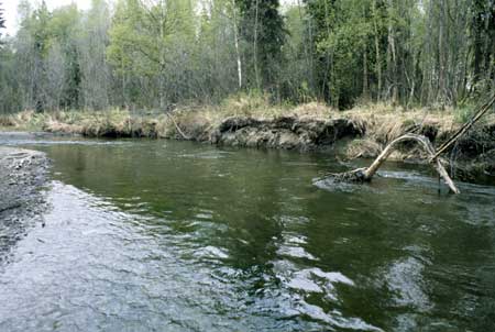 Transect 8, looking upstream from mid-channel.