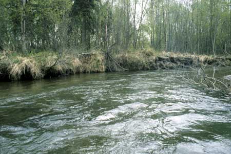 Transect 9, looking downstream from mid-channel.