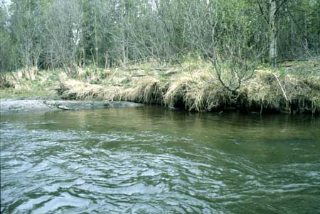 Transect 9, looking at left bank from mid-channel.