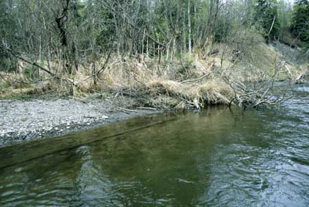 Transect 9, looking at right bank from mid-channel.