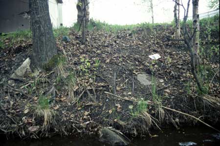 Transect 1, looking at left bank from mid-channel.