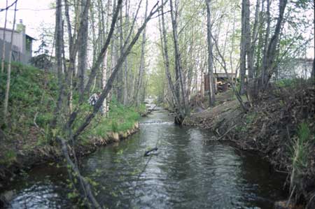 Transect 1, looking upstream from mid-channel.