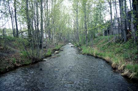 Transect 10, looking downstream from mid-channel.