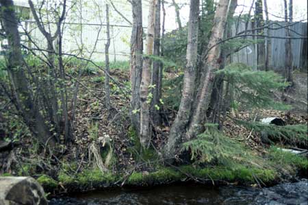 Transect 10, looking at left bank from mid-channel.