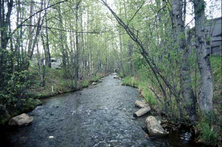 Transect 11, looking downstream from mid-channel.