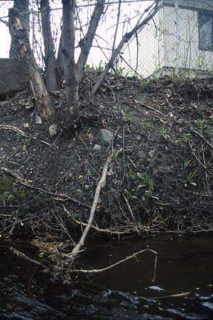 Transect 2, looking at left bank from mid-channel.