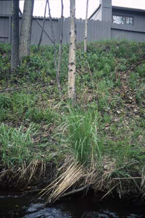 Transect 2, looking at right bank from mid-channel.