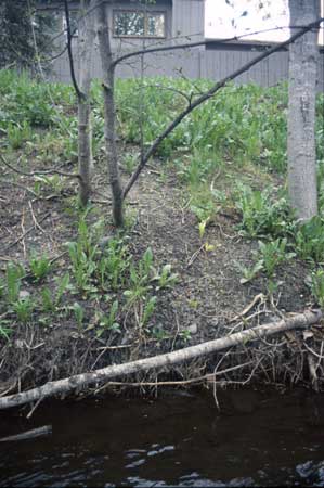 Transect 3, looking at right bank from mid-channel.