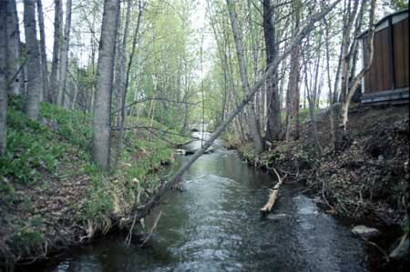 Transect 3, looking upstream from mid-channel.