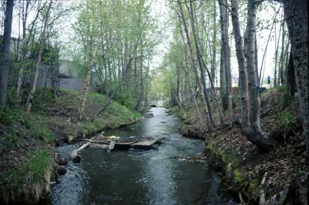 Transect 4, looking upstream from mid-channel.