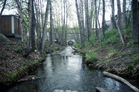 Transect 5, looking downstream from mid-channel.