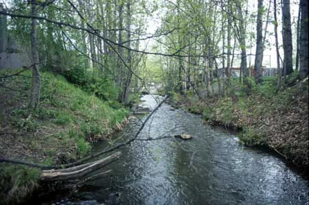 Transect 5, looking upstream from mid-channel.