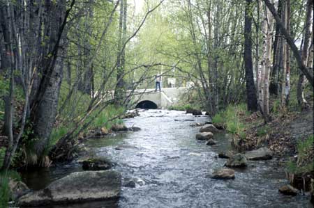 Transect 6, looking upstream from mid-channel.