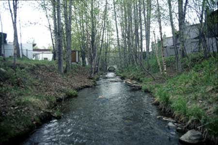 Transect 7, looking downstream from mid-channel.